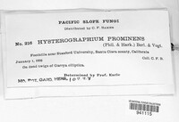 Hysterographium prominens image